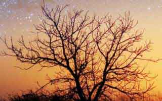 Aster: Decoding its True Meaning and Future Potential